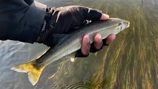 pesca de pejerrey chileno en Rio Maipo CHILE modalidad Pesca con Mosca [upl. by Truman]