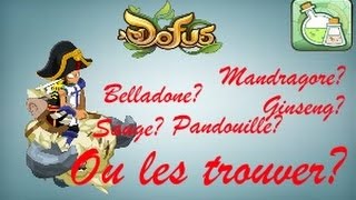 Dofus Alchimiste  Mandragore  Ginseng Ou les trouver [upl. by Lelia452]