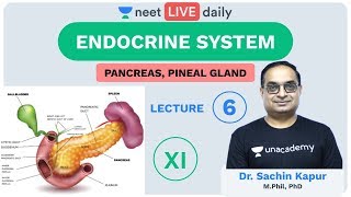 Endocrine System  L 6  Pancreas  Unacademy NEET  LIVE DAILY  NEET Biology  Sachin Sir [upl. by Ayaros]