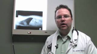 Dog amp Cat Diseases  Feline Asthma Symptoms [upl. by Herrmann]