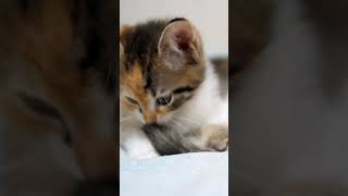 💖 You Cant Resist This Kitten Memes amp Sounds That Will Melt Your Heart [upl. by Ziul]