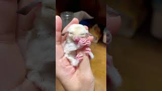 Cute sugar glider baby fell asleep petsugarglidercute [upl. by Yenaj177]