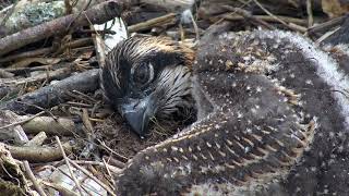 How Fast do Osprey Chicks Grow [upl. by Eltsirhc]