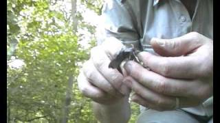 Poplar Hawkmoth [upl. by Idok]