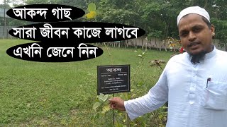 আকন্দ গাছ ও পাতার উপকারিতা l Akondo Patar Gunagun  Natarual Health Benefit of Akanda Tree [upl. by Herb]