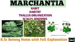 MARCHANTIA  Its Classification Characteristics Scales Rhizoids  BSc botany Notes ZBC [upl. by Tymes]