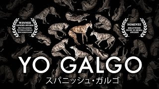 Yo Galgo  Full Documentary [upl. by Ahtenak]