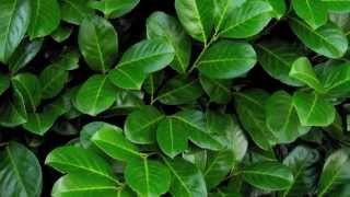 A focus on Cherry Laurel hedging All you need to know about Prunus laurocerasus Rotundifolia [upl. by Anihpled]