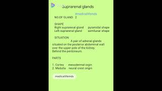 suprarenal gland adrenal glands [upl. by Denison]