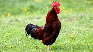 Rooster crowing funny [upl. by Wira]