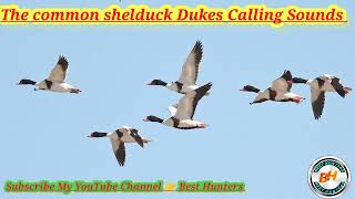 Common Shelduck hunting call [upl. by Horsey]