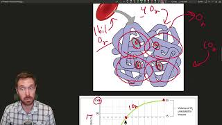 Breathing Explained Regulation Gas Transport and Oxygen and CO2 Exchange [upl. by Sayles]