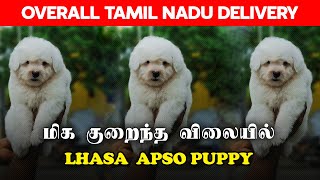 QUAILTY LHASA APSO PUPPIES FOR SALE IN CHENNAI  DELIVERY ACROSS TAMILNADU  BUY YOUR PUPPY NOW [upl. by Combs]