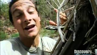 Bear Grylls EATS ALIVE SPIDER [upl. by Ydnagrub]