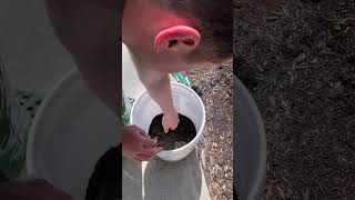 Growing potatoes in Buckets [upl. by Robby]