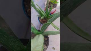 Alovera plant youtubeshorts gardening plant shorts shortfeed aloeveraplant care [upl. by Asiled]