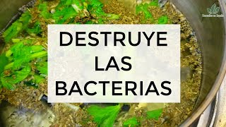 🟥 Como Eliminar las Bacterias del Intestino de Forma Natural y Segura [upl. by Elyrrad]