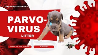 Parvovirus Litter  XL American Bully Puppies [upl. by Rickie]