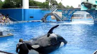 Sea World Orlando Shamu Шоу касаток Believe 3 [upl. by Dez]