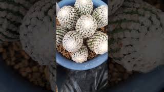 バラ丸 Turbinicarpus valdezianus 2024 08 28 ＃shorts [upl. by Andriana]