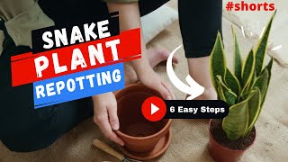 Snake Plant Repotting  6 Easy Steps  SHORTS  MOODY BLOOMS [upl. by Hallie]