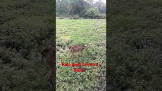 Ram goat farm ka video Assamese jay 315 [upl. by Emiline56]