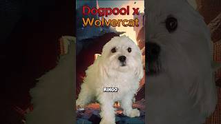 Dogpool vs Wolvercat dog pet short [upl. by Eceer553]