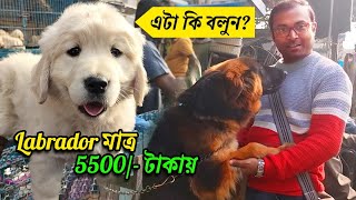 Galiff Street Pet Market Kolkata  dog market in kolkata  Dog Price  Gallif street kolkata  Dogs [upl. by Yerdna]