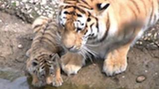 Zoo Leipzig  die Tiger Babys  cute Tiger Cubs [upl. by Mayda446]