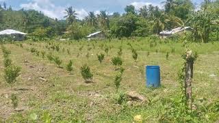 CALAMANSI Farming Our 5Months Old Marcot  Backyard [upl. by Nna]