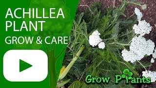 Achillea plant  grow amp care [upl. by Eiraminot]