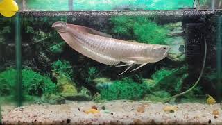 Silver arowana growth  One year growth update  arowana fish [upl. by Mohorva]