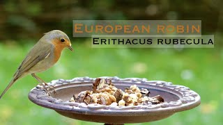 European robin Erithacus rubecula trying walnuts [upl. by Llenoil]