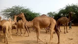 Hundreds of camels running and walking😱 [upl. by Goulden]