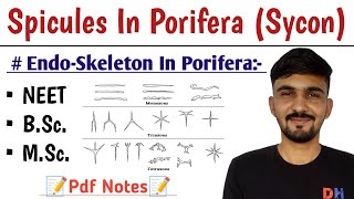 Spicules In Porifera Sycon  Endoskeleton In Porifera  By Dadhich Sir [upl. by Ylek]