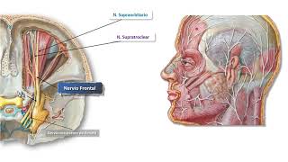 NERVIO TRIGÉMINO V PAR CRANEAL [upl. by Oca]