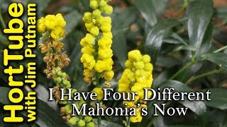 I Have Four Different Mahonia Varieties In My Garden Now [upl. by Eilrebmik]