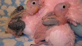 White Bellied Caique Babies [upl. by Sualokin345]