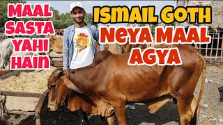 Neya Maal Agya Ismail Goth Mandi Karachi Cattle Rate Update 7May2024  Cow mandi 2024 Cattle Rates [upl. by Artemahs]