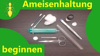 Mit der Ameisenhaltung beginnen Was braucht man um Ameisen zu Halten [upl. by Aehtorod348]