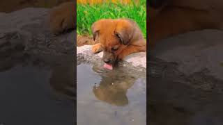 Thand😍😍🥰🥰cutepuppy funny viralvideo shorts feedshortscomedy pleasesubscribemychannel 🙏🙏 [upl. by Iteerp]