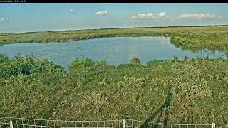 Attwater Prairie Chicken NWR Live Stream [upl. by Yecart508]