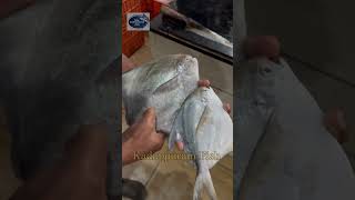 Vallakarude Live White Avoli 😍😍😍 fish seafood fishing foodie indianfood fishcutting [upl. by Notelrahc]