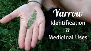 Yarrow Identification amp Medicinal Uses [upl. by Wing]