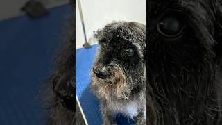 Watch this Schnoodle’s adorable transformation ✂️🐾 Schnoodle groomingtips dogshorts [upl. by Sterling]