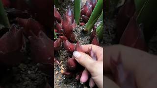 Beautiful nature and pruning of vegetables gardenplants gardeningharvest freshfood [upl. by Hafeetal]