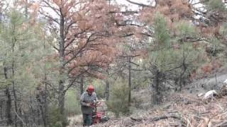 Montanatreecom Iron Horse Logging in Helena Mt [upl. by Flemming438]