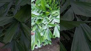 Foxtail palm 🌴 garden ytshorts trending [upl. by Dyol48]