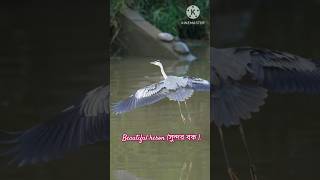 beautiful heron bird বক birds shortsfeed viralvideo [upl. by Tal857]