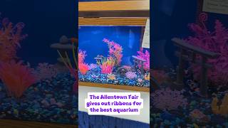 The Great Allentown Fair gives out ribbons for the Best Aquariums allentownfair aquariums [upl. by Accalia]